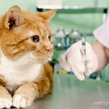 Ветеринарная клиника Вет Zoo Доктор  на проекте VetSpravka.ru