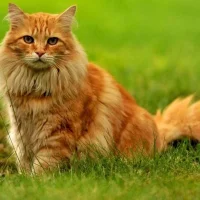 Ветеринарная клиника Котопёс Фото 2 на проекте Samara.vetspravka.ru Ветеринарная клиника Котопёс Фото 2 на проекте Samara.vetspravka.ru