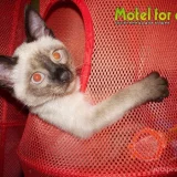 Гостиница для животных Motel for cats Фото 2 на проекте VetSpravka.ru