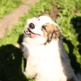 Приют для бродячих собак Хати  на проекте VetSpravka.ru